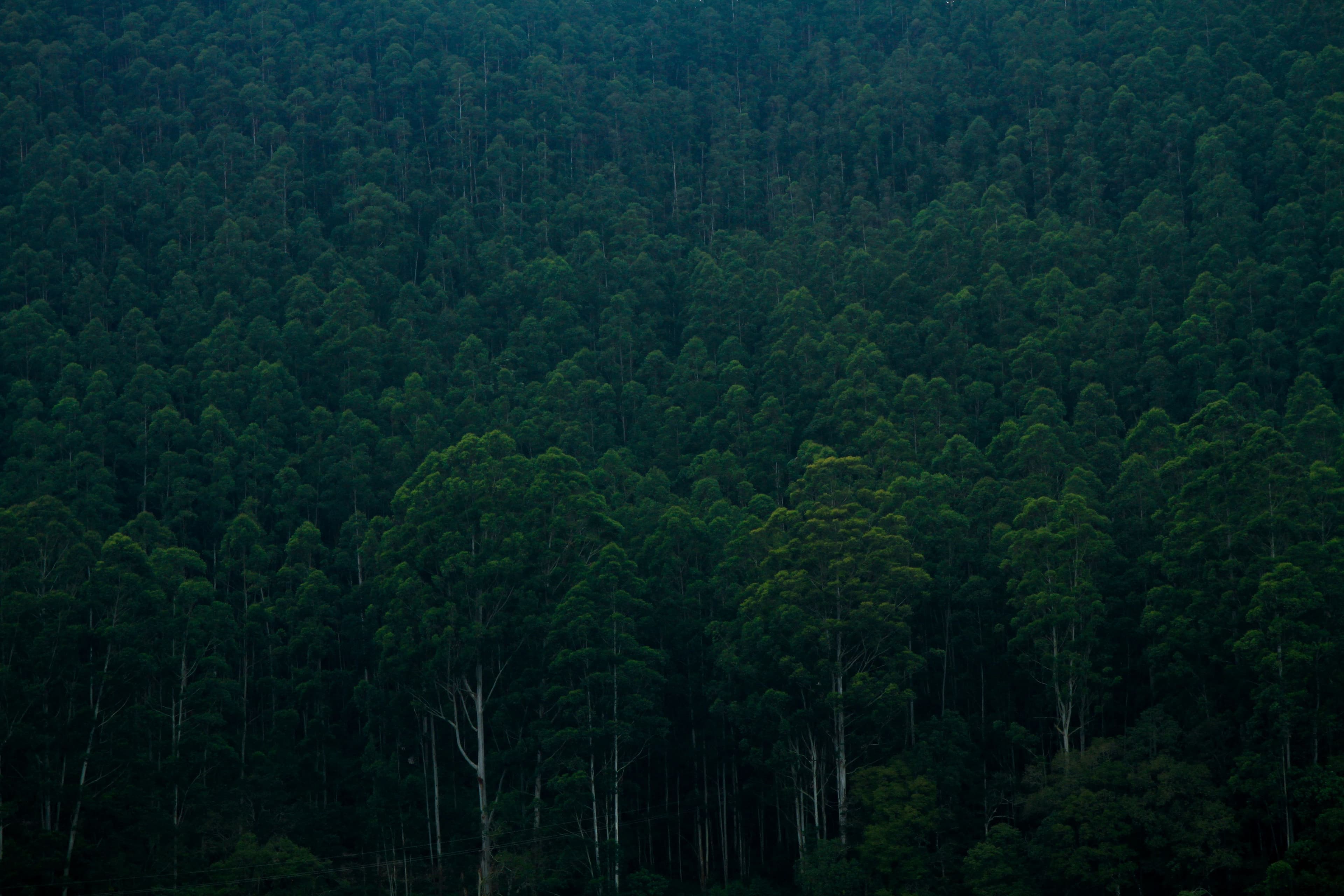 Kerala Forest Department